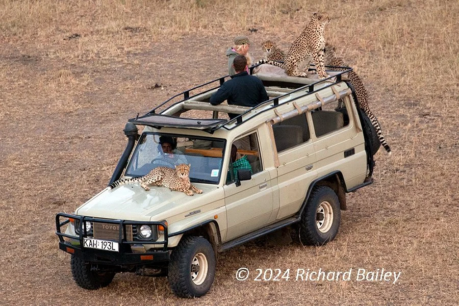 Several cheetahs rest on top of a safari vehicle in the Maasai Mara while a passenger watches from the roof hatch.