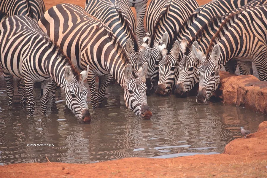 Zebras stand in alignment at a Maasai Mara waterhole with a small bird facing them from the opposite side.