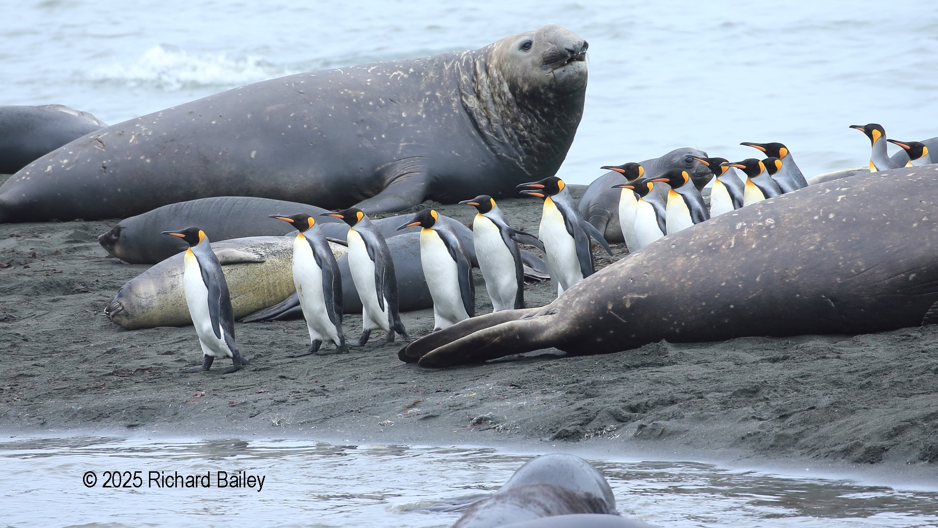 A group of penguins walks past resting elephant seals on a rocky shoreline beside the ocean.