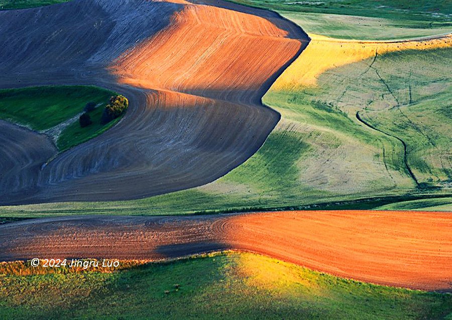 An aerial view of the rolling farmland of the Palouse in shades of green, brown and gold, lit by low sunlight.