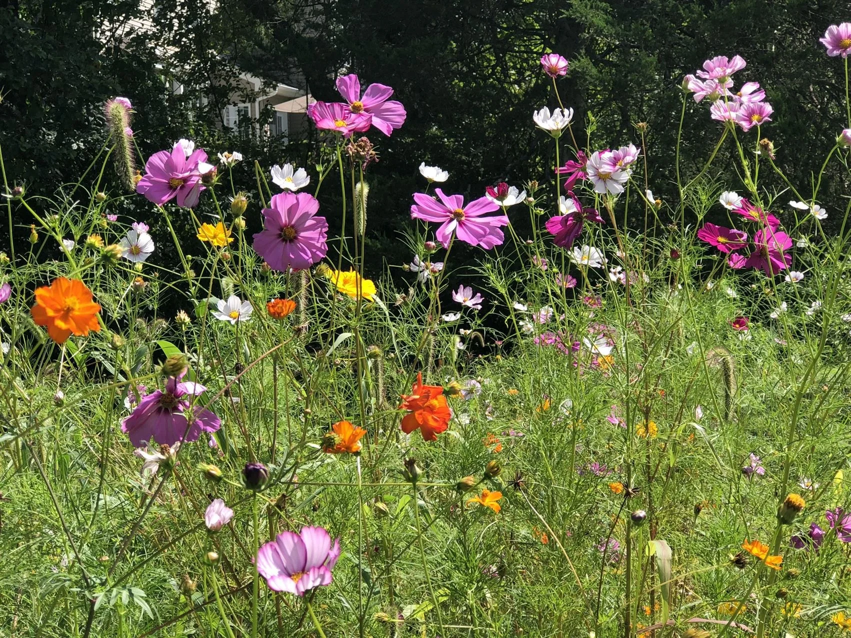 Bright field of wildlife flowers in New York