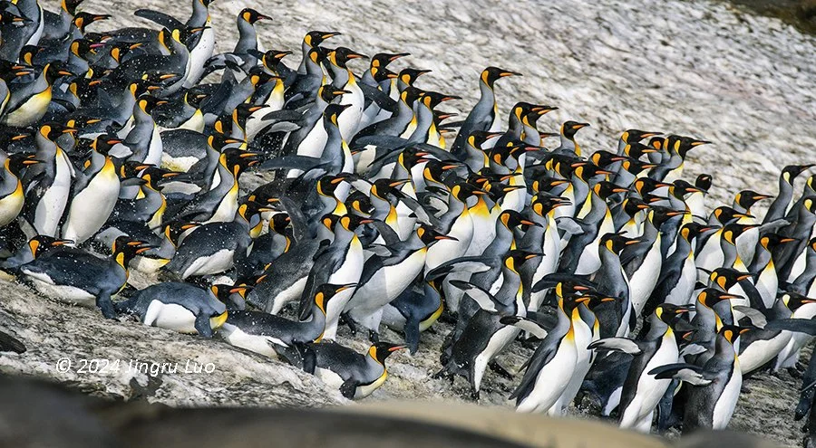 A large group of king penguins crests a snowy ridge in Antarctica, waddling forward in a long procession.