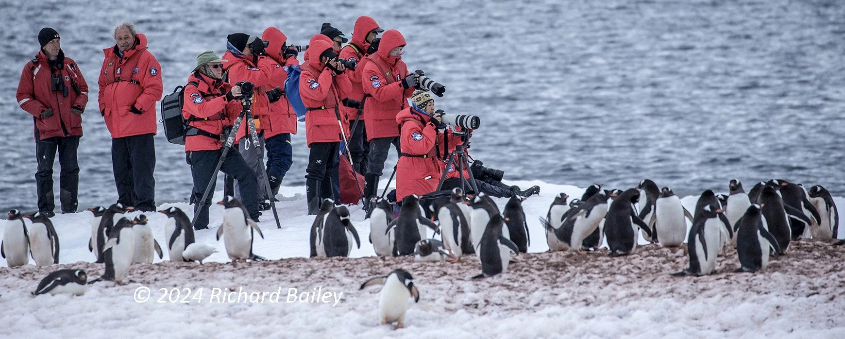 A group of photographers in red jackets taking photos of penguins on a snowy shoreline with ocean in the background.