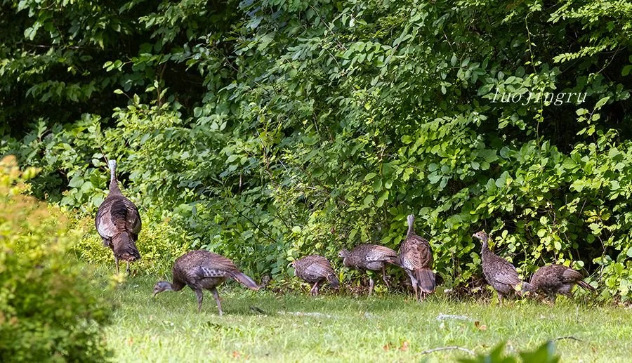 Wild Turkeys in Rich and Jingru's garden