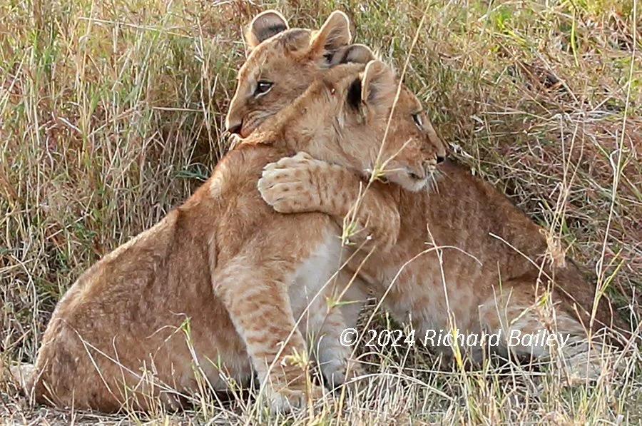 Two lion cubs embrace in tall grass, paused mid-wrestle in what looks like a hug.