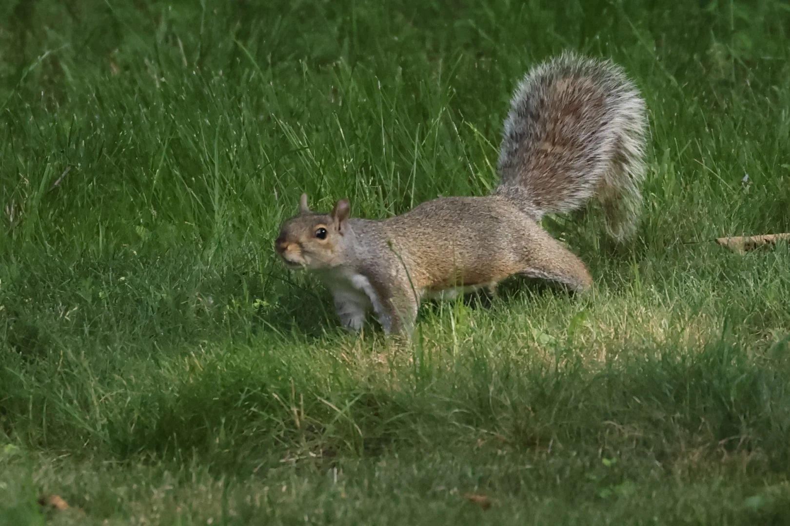A gray squirrel standing in green grass.