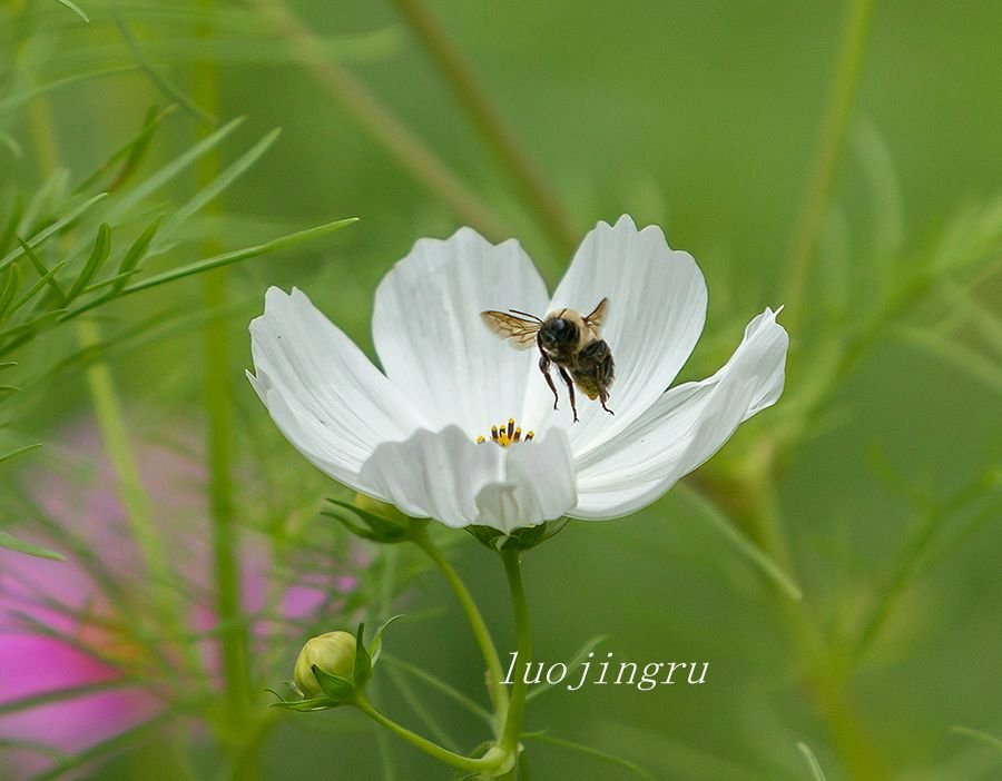 A bee gathers pollen from a wildflower in the garden.