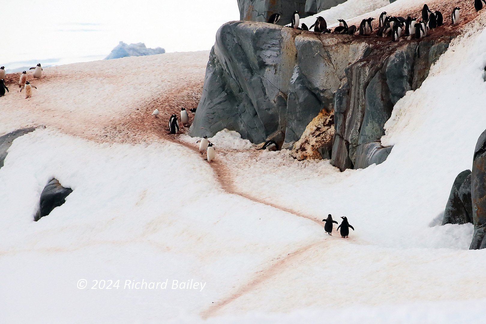 A group of penguins walks single file along a well-worn snowy trail between large rocks in Antarctica.