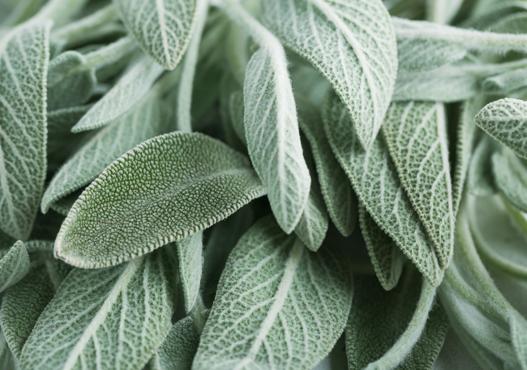 Copy of BAW  11 Templates (Square).png