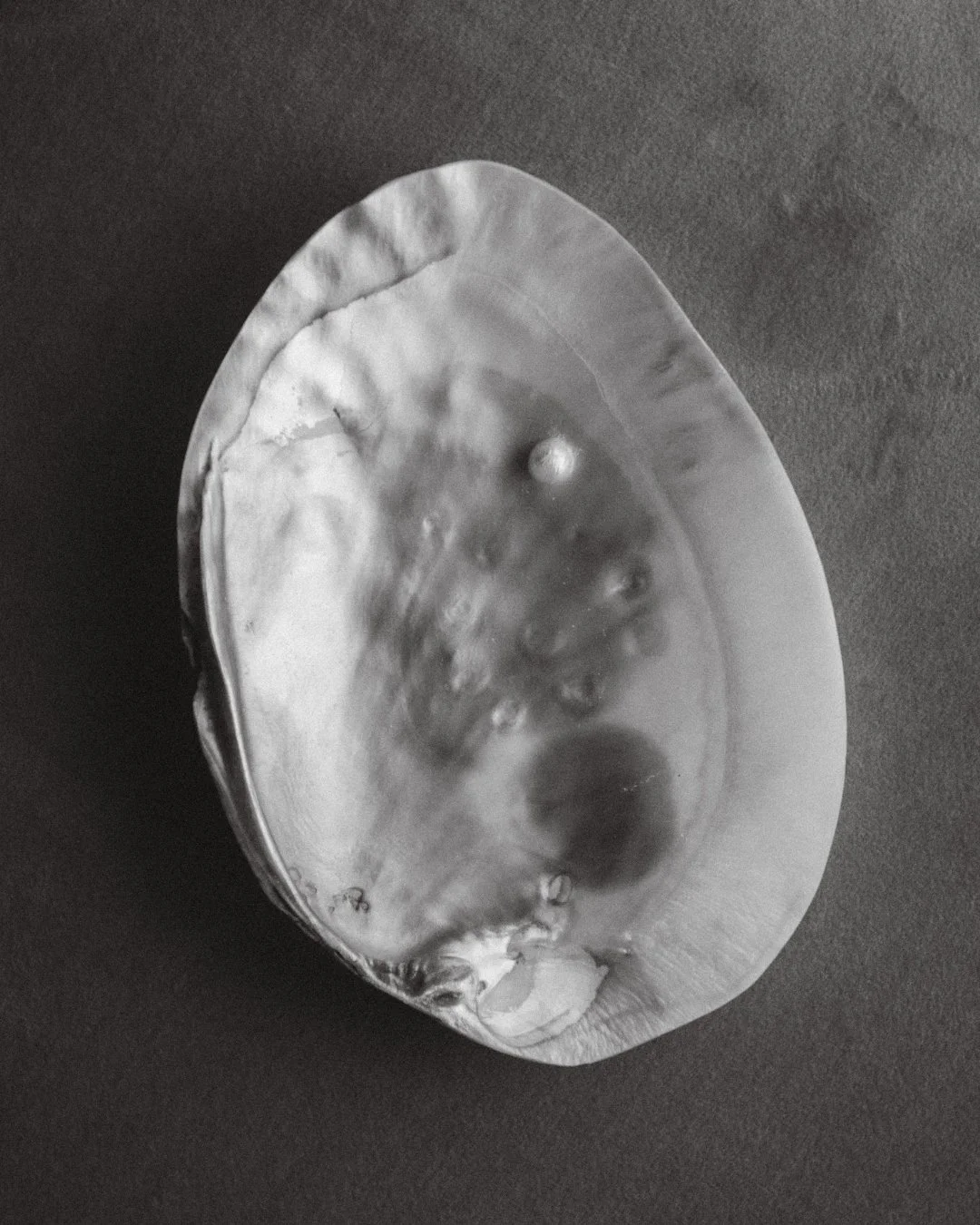 Shell.jpg