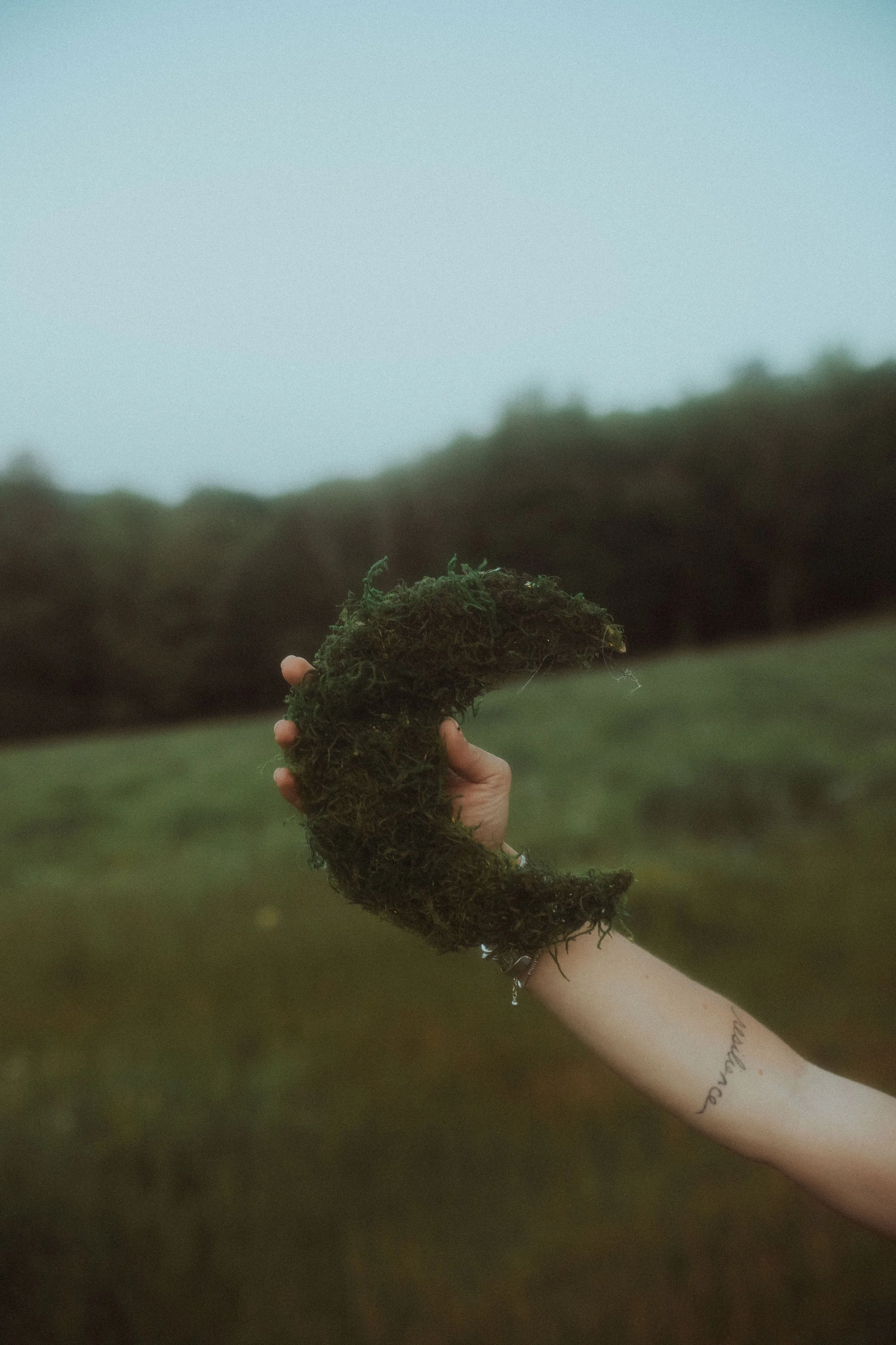 A person's hand holding a crescent-shaped piece of moss outdoors, with a blurred green landscape and sky in the background.