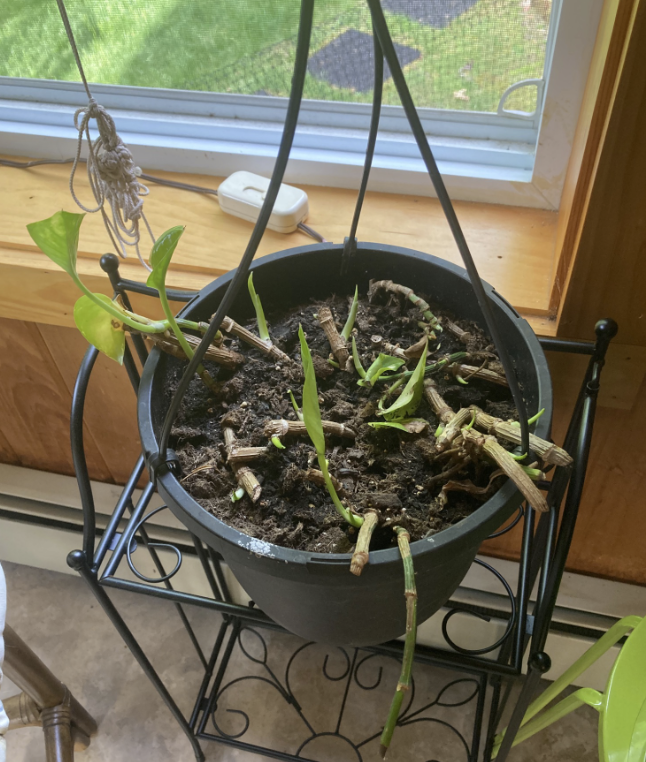 Revealing Roots: A Simple Guide to Teaching Morphology with Confidence Part 3