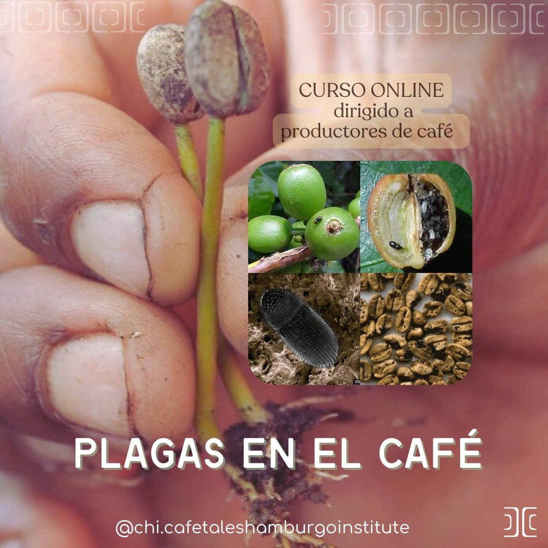 Desde el CHI, continuamos con el quinto m&oacute;dulo de nuestro curso online, dirigido a peque&ntilde;os y medianos productores de caf&eacute;.

Para aquellos que deseen tomar el m&oacute;dulo presencial, pueden acercarse a las oficinas del Benefici