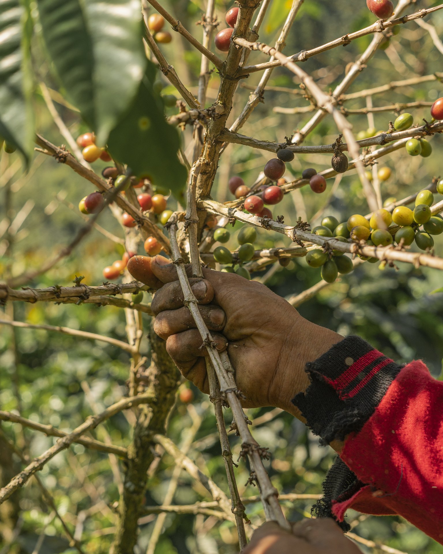 Costos y administración en el cafetal
