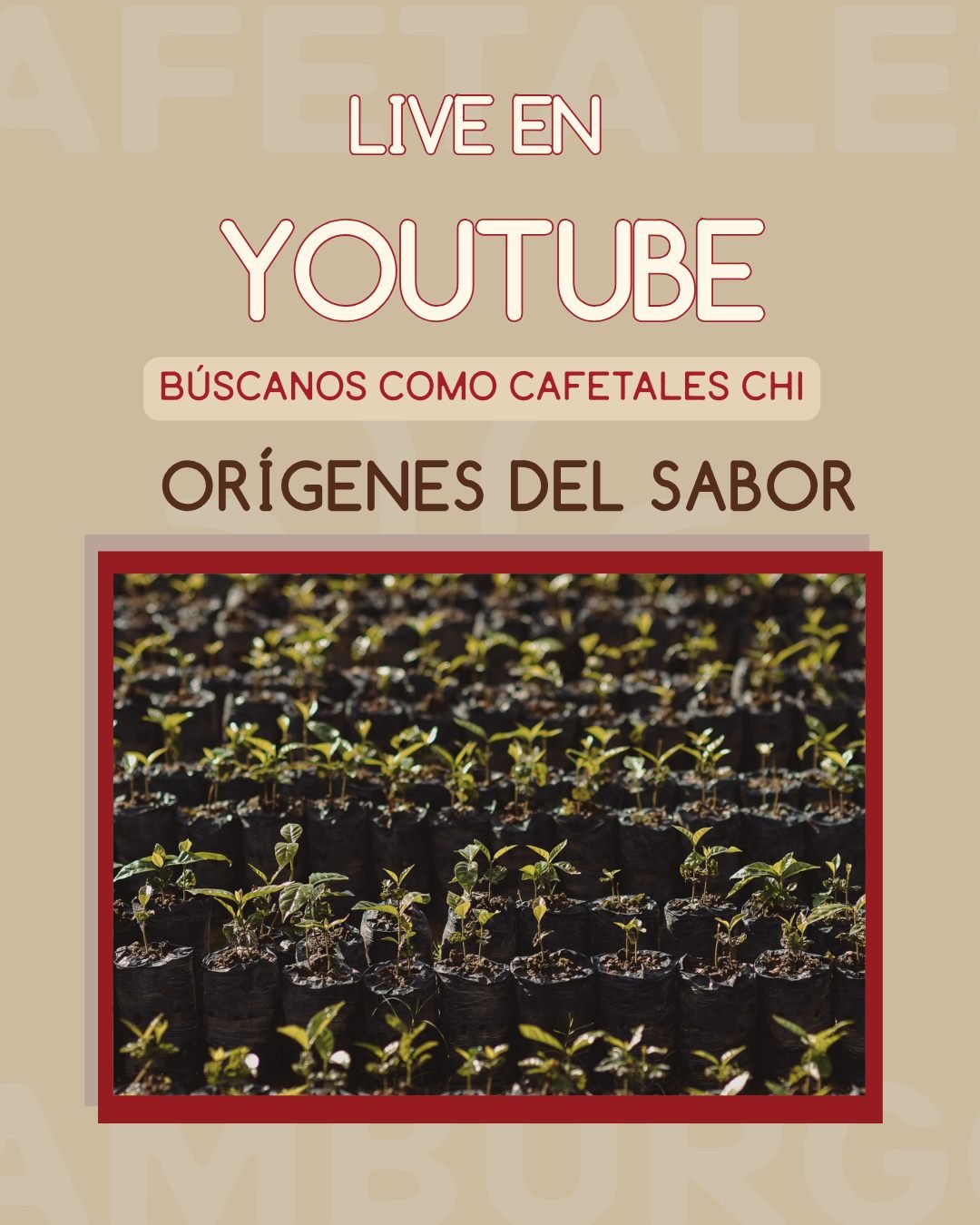 Hoy, a las 16 horas... &iexcl;Acomp&aacute;&ntilde;anos a nuestro primer live! 
Nos encuentras en nuestro canal de Youtube: Cafetales CHI
Subiremos una historia con el link directo.
&iexcl;Te esperamos por all&aacute;!