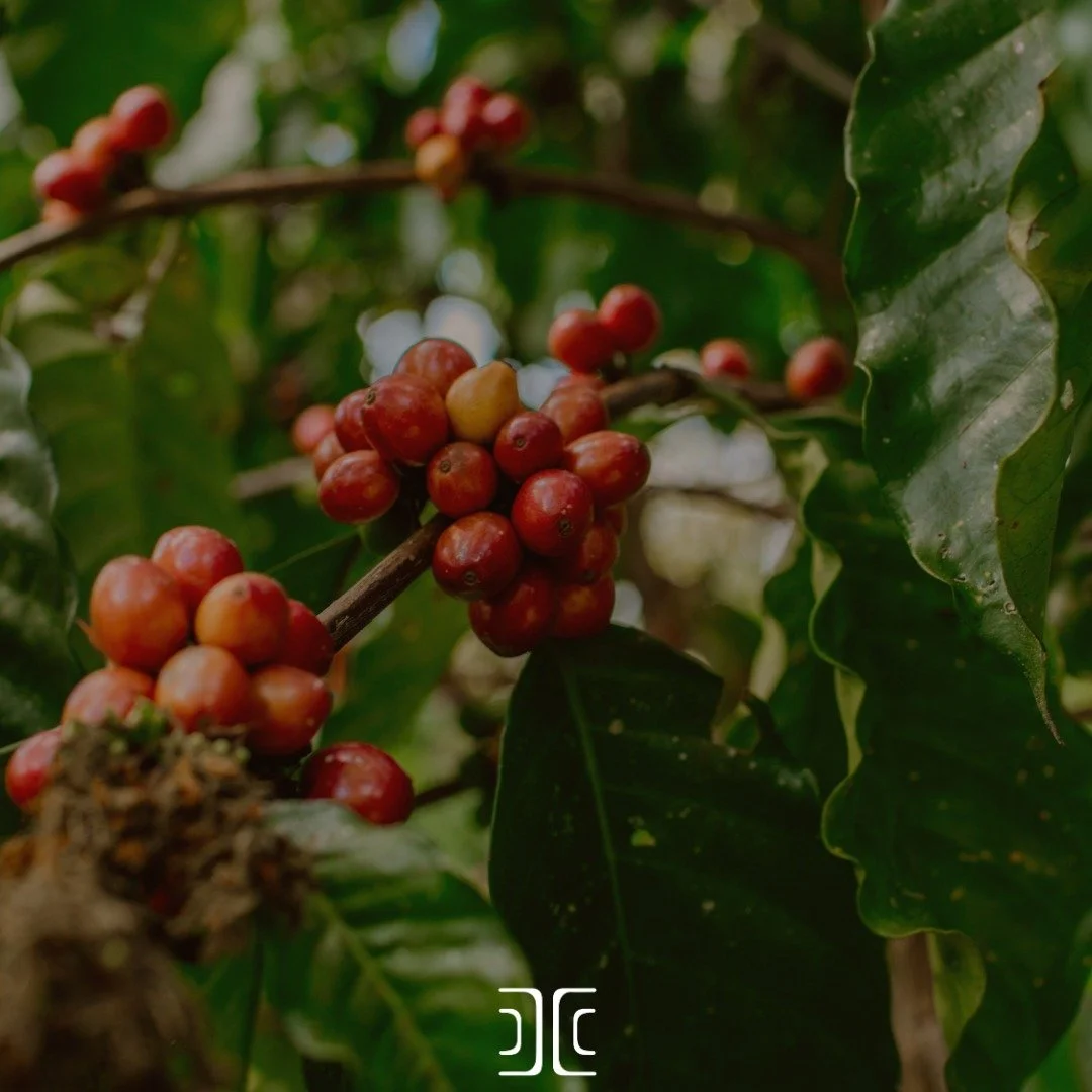 En los cafetales de estas latitudes, el a&ntilde;o inicia a&uacute;n con las frutas madurando, listas para la &eacute;poca de cosecha. 

Ante un inicio del 2026 tan ca&oacute;tico, en tantos puntos del planeta, parece seguro virar al campo y saber qu