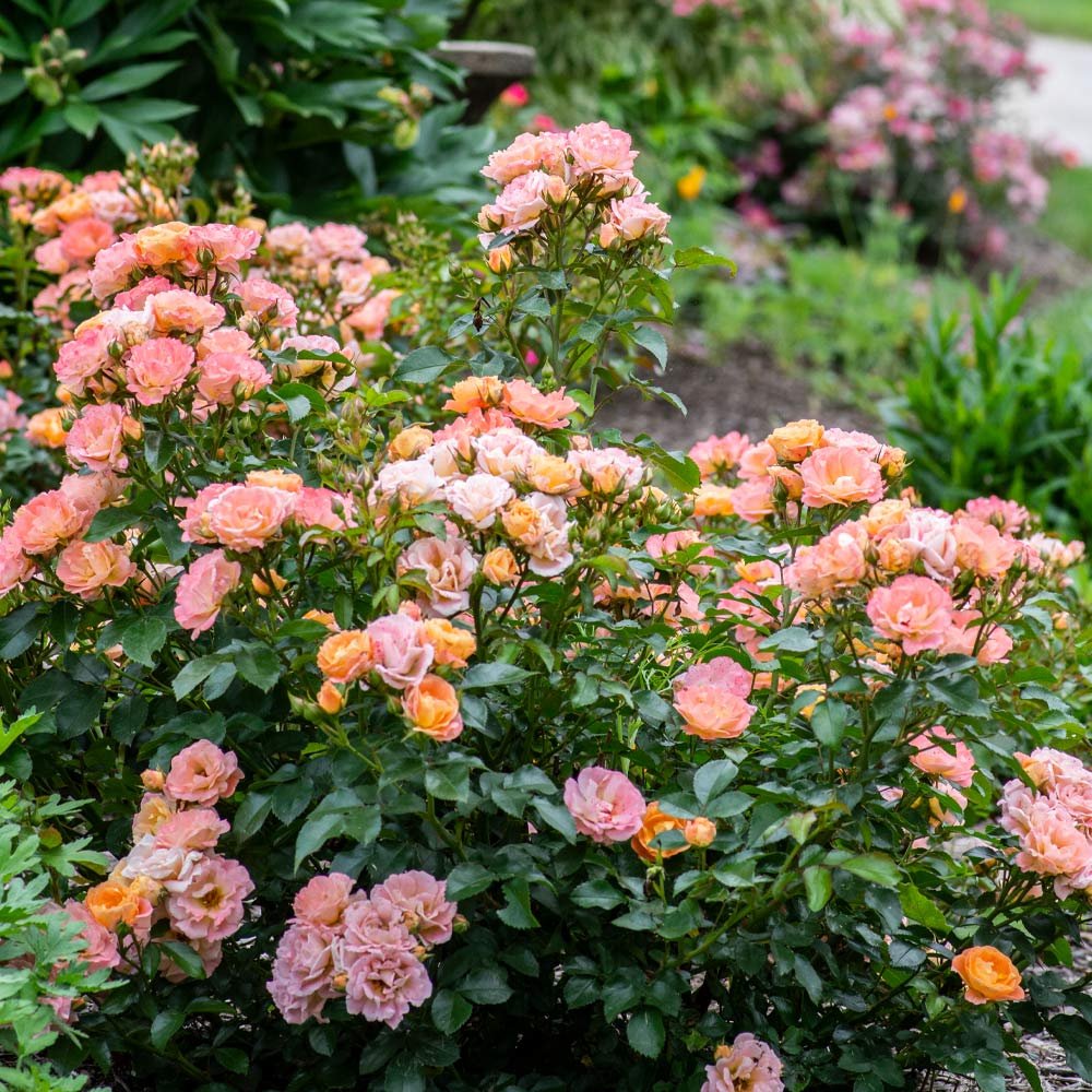Peach Drift Rose Bush