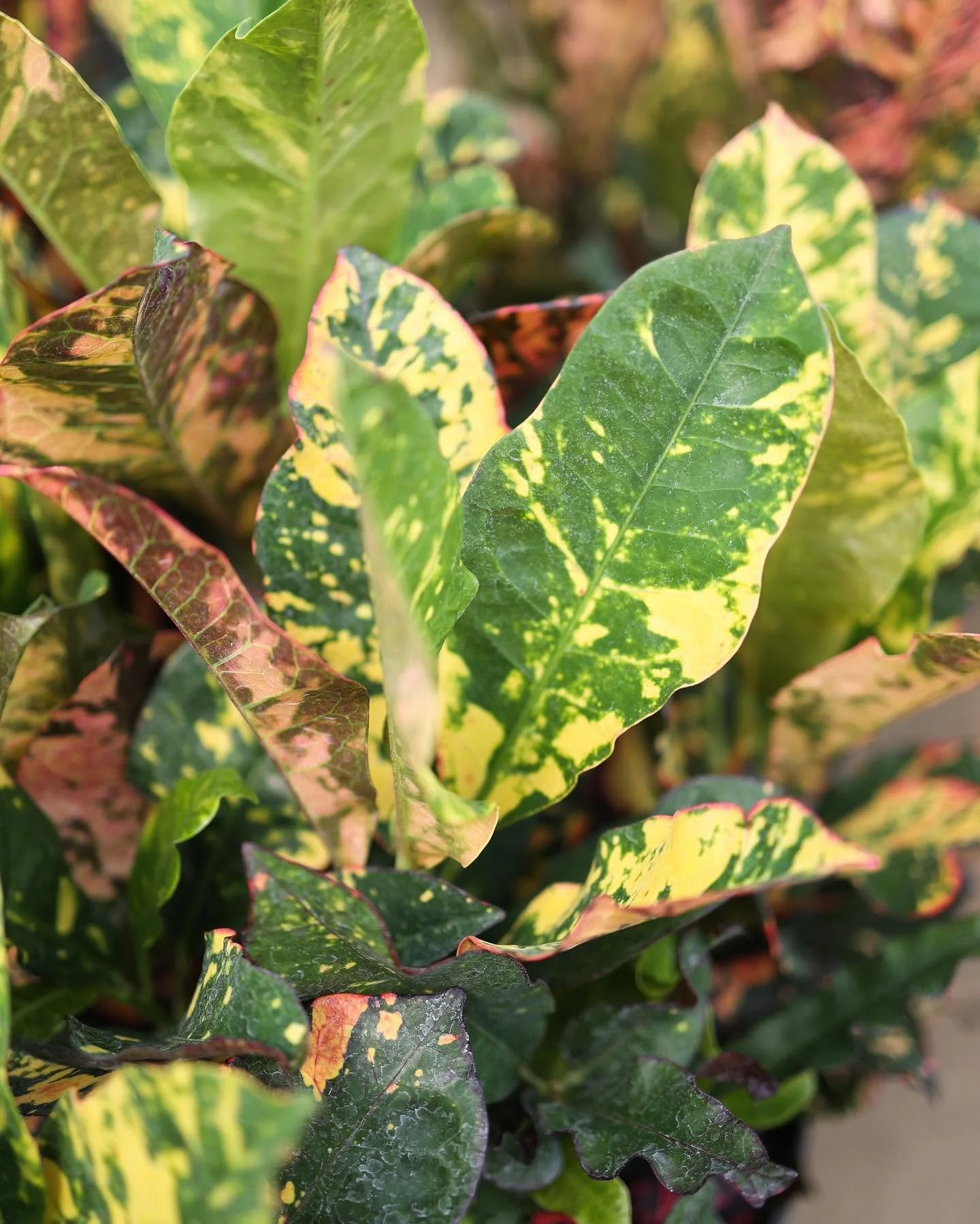 magnificent croton.jpg