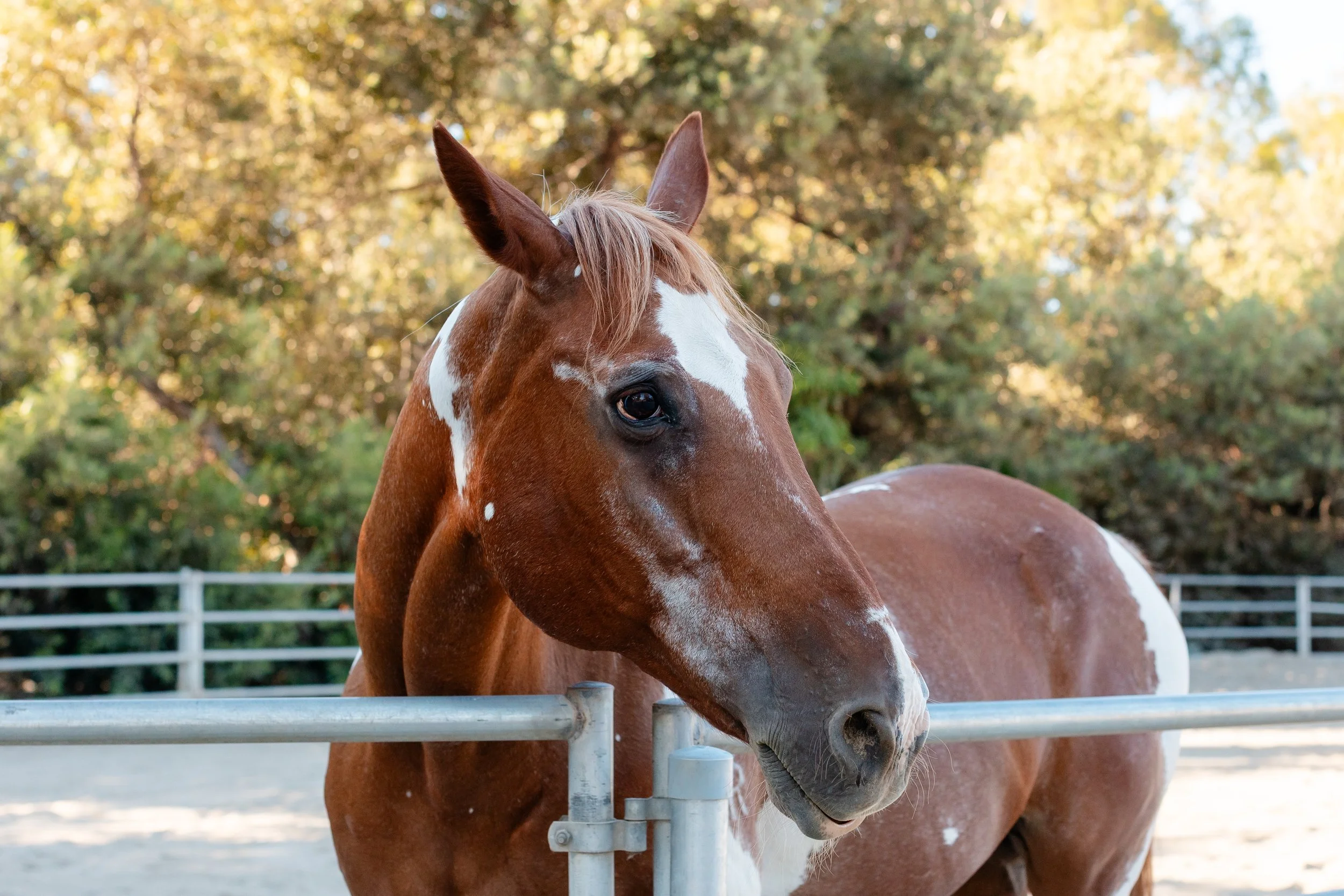 Why Horses? What They Can Teach Us About Being Present