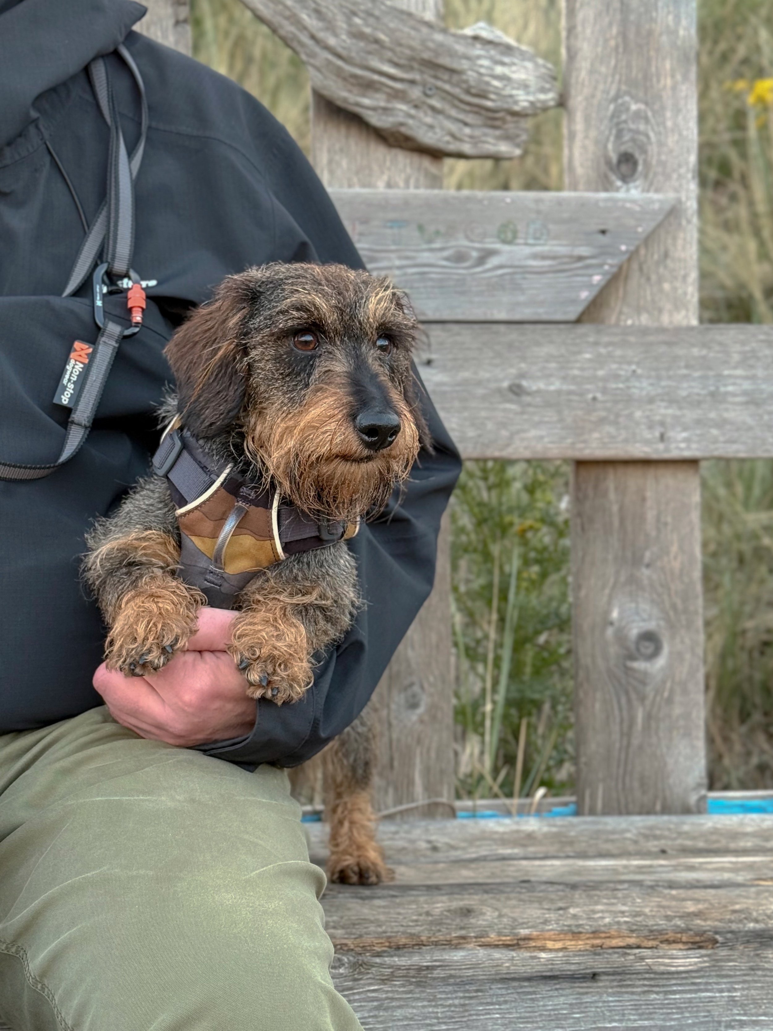 Miniature wirehaired Rafferty sits beside Richard at the driftwood shelter, gazing off to the right. He's wearing a Ruffwear harness in tones of grey, tan and ochre, echoing the hues in his fur.
