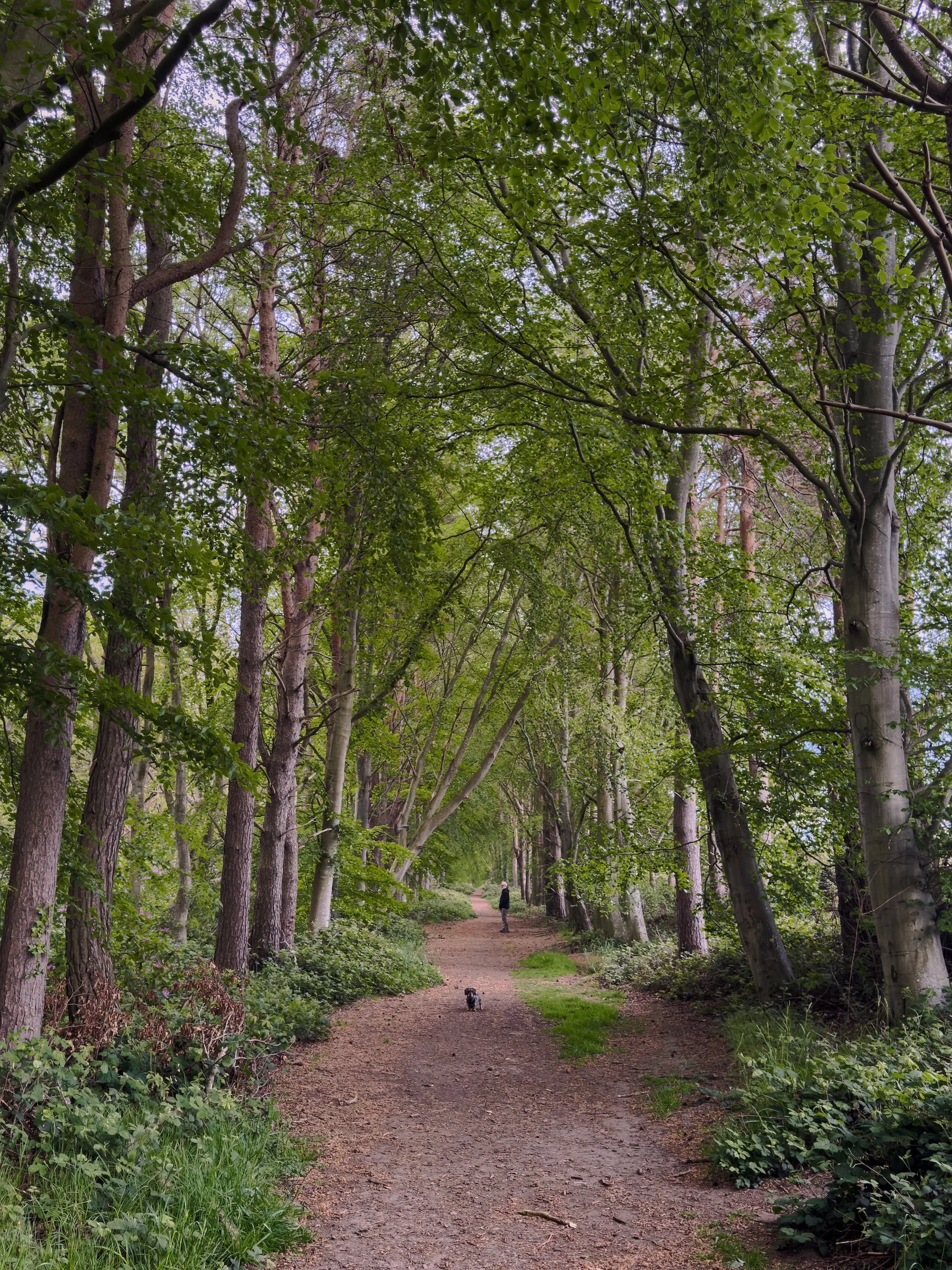 the greens of spring