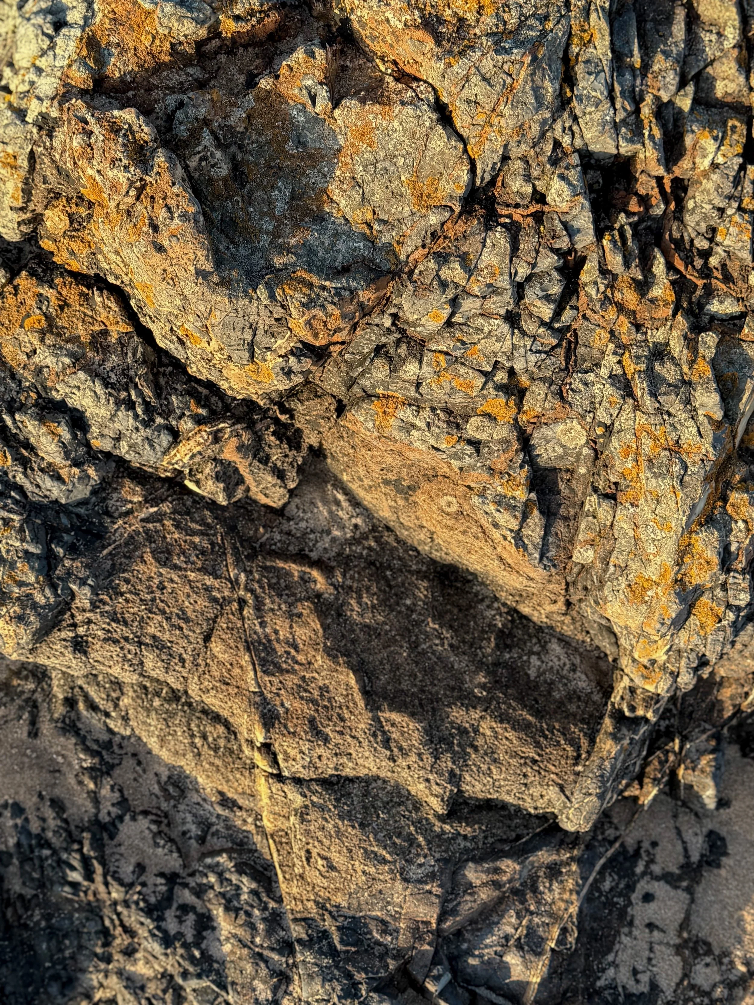 Golden lichen on rocks, in the sunshine.