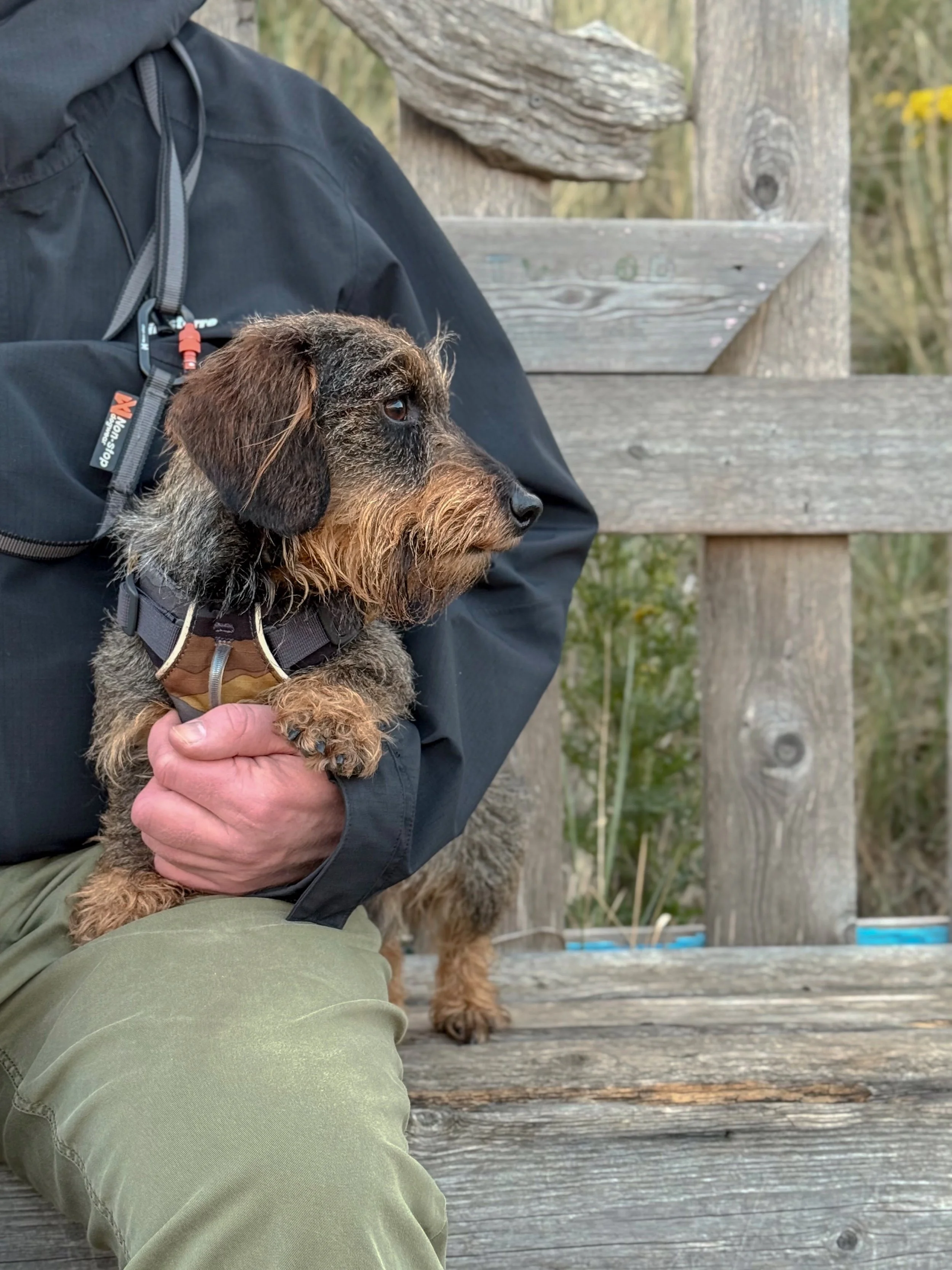 Miniature wirehaired Rafferty sits beside Richard at the driftwood shelter, gazing off to the right. He's wearing a Ruffwear harness in tones of grey, tan and ochre, echoing the hues in his fur.