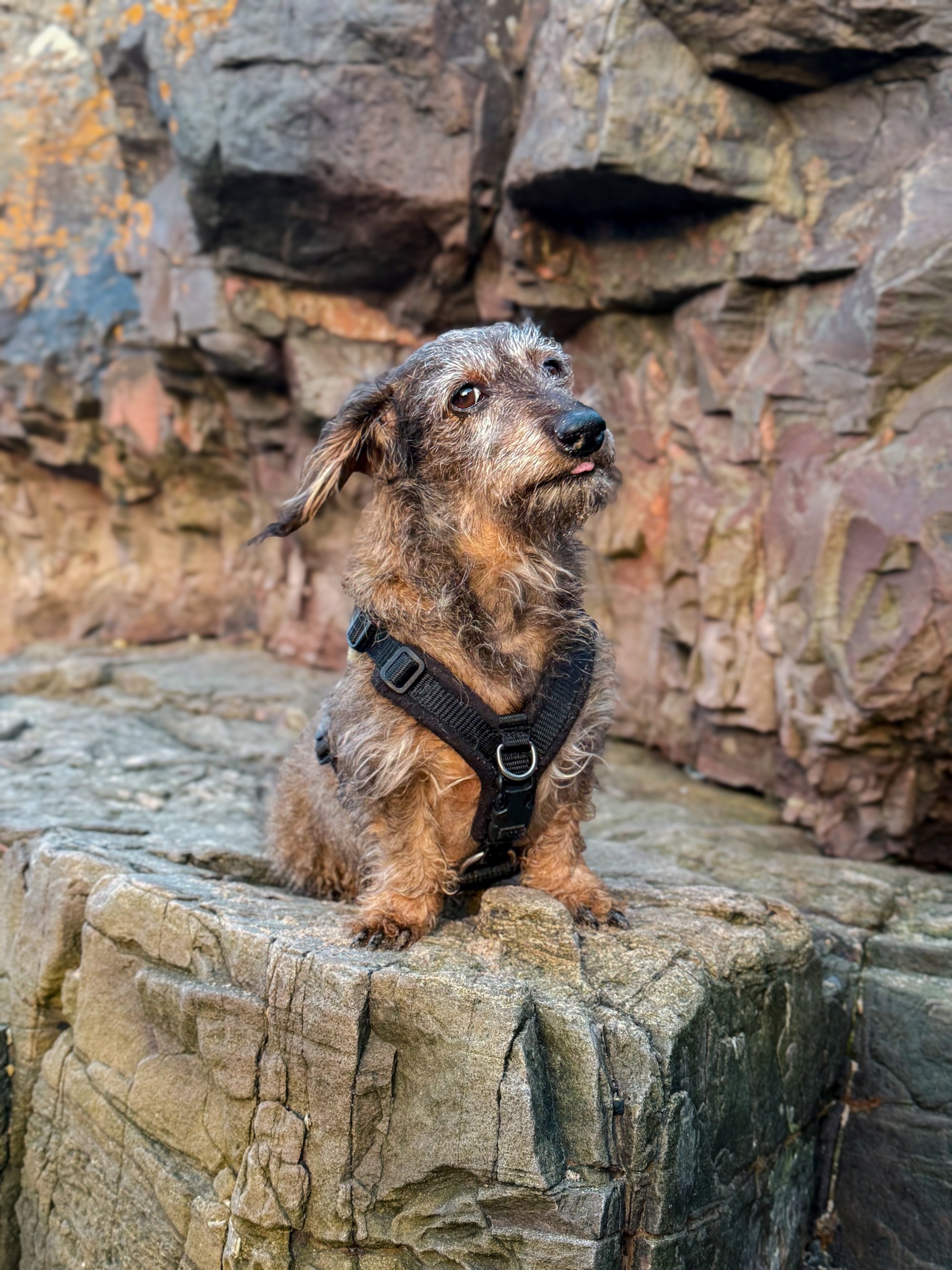 Close-up of a female wirehaired dachshund wearing a harness, sitting on rocks that co-ordinate with the hues in her fur.