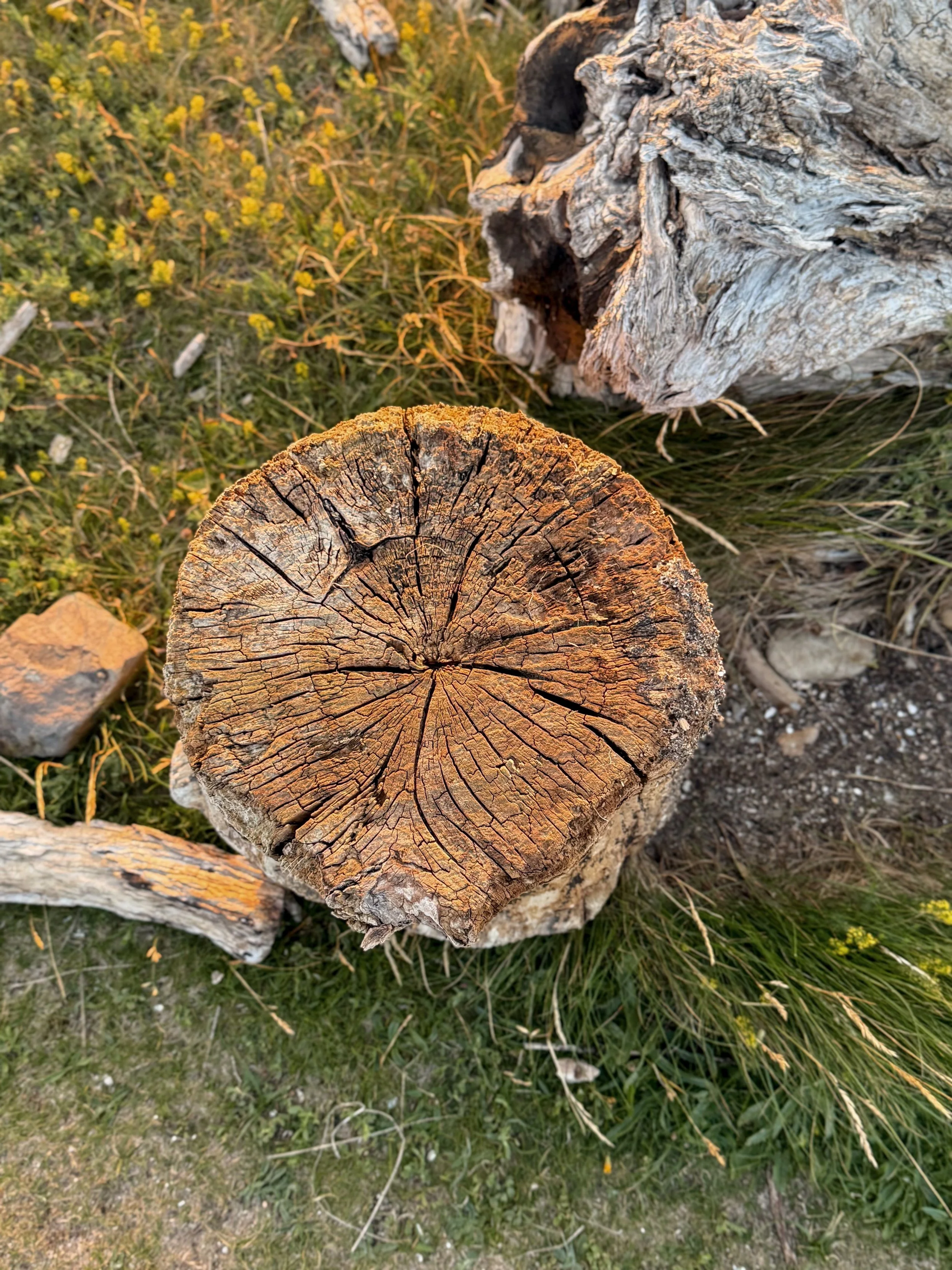 Close up of a driftwood log, turned on its end, showing the textures of the wood in the low sunlight. A second log lies behind it, with grasses around both.