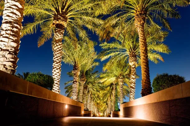 palmtreeslightcctx.jpg