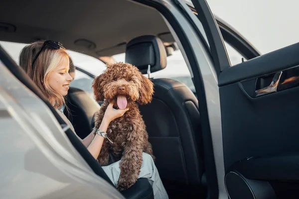 Why Interior Detailing Is Essential for Your Vehicle, Especially with Dogs and Kids