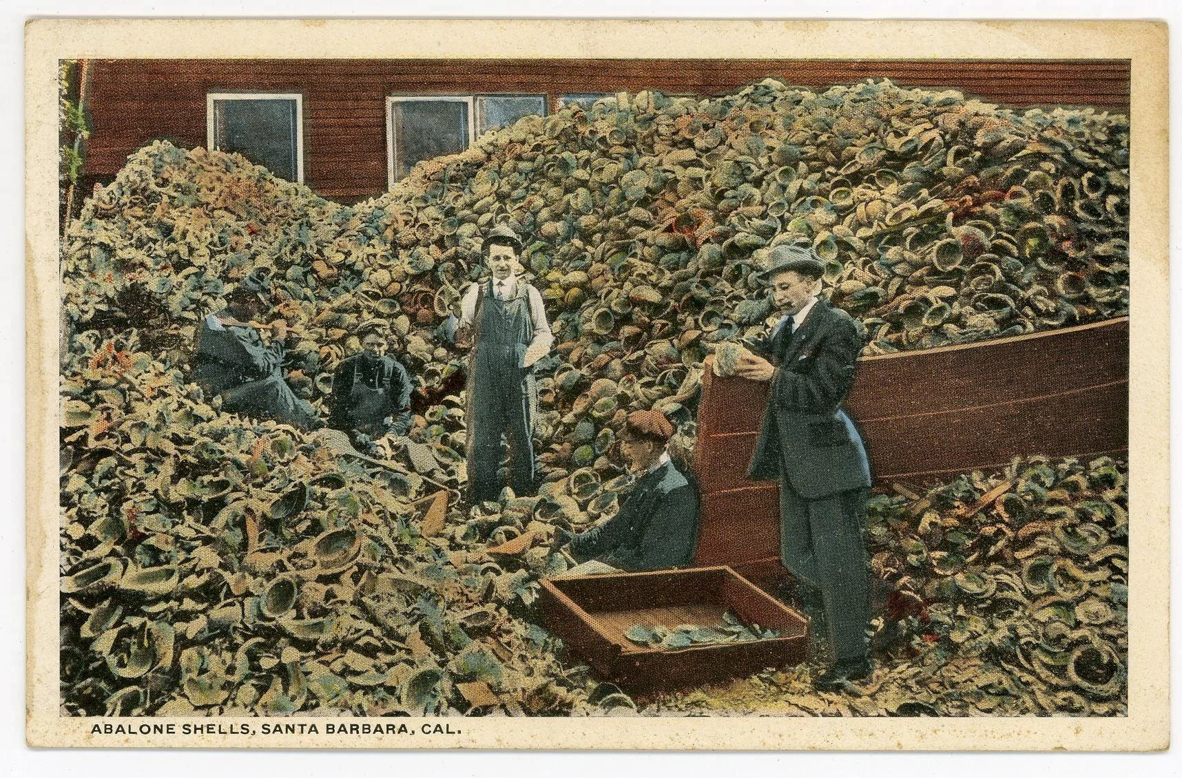 Historic image of five men among thousands of harvested abalone shells