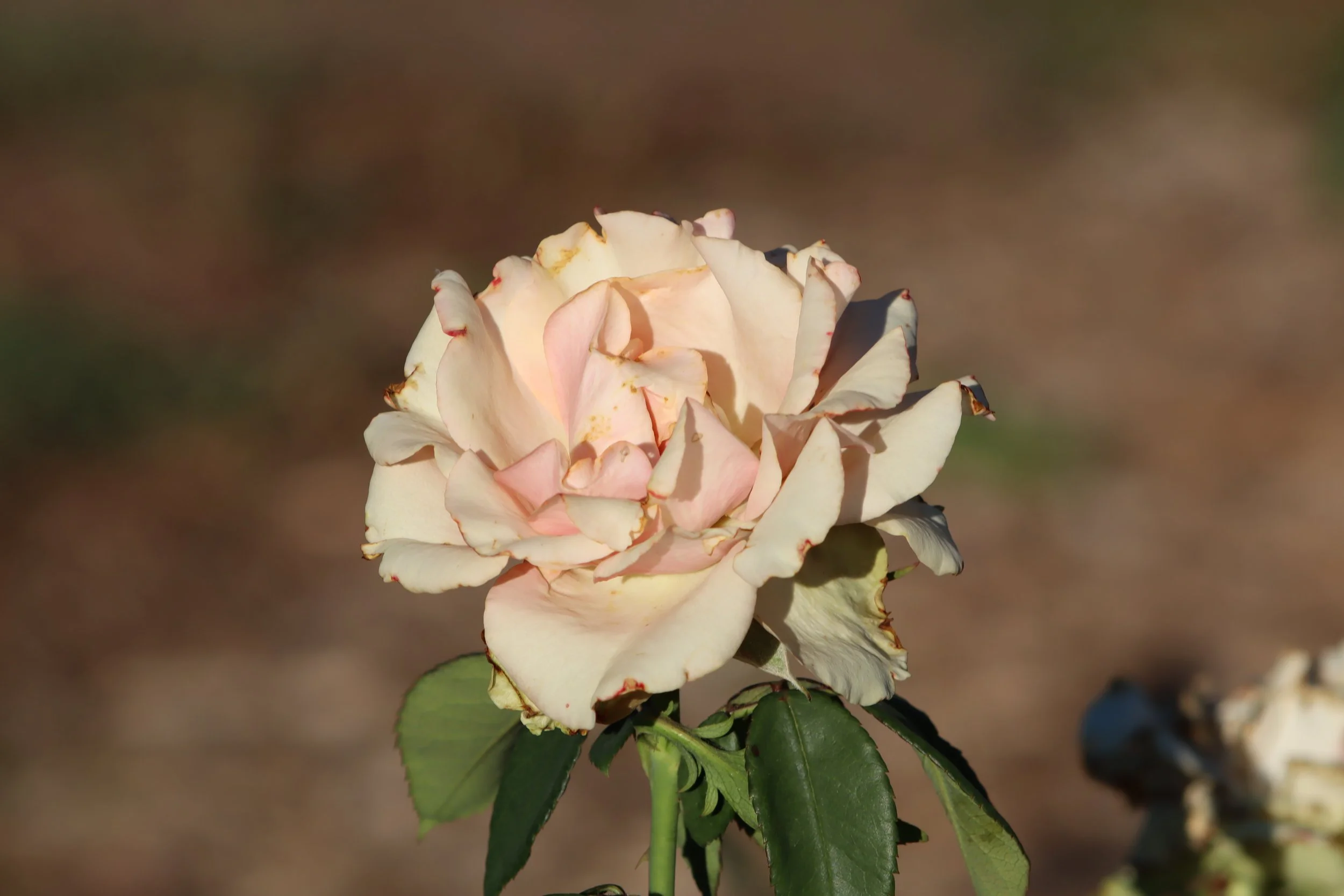 IMG_1442.JPG