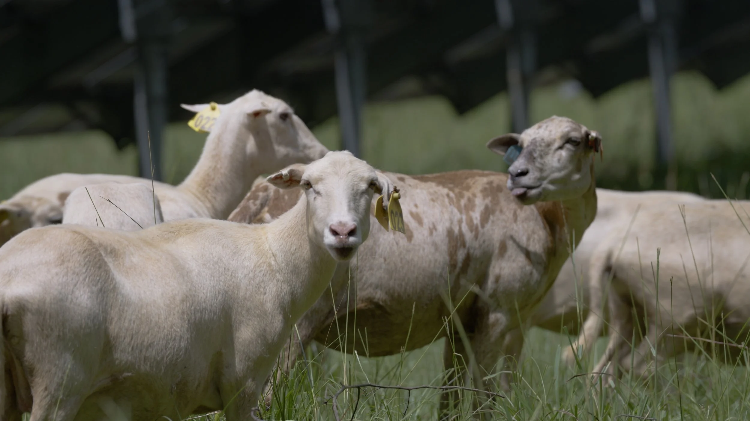 sheep medium.jpg