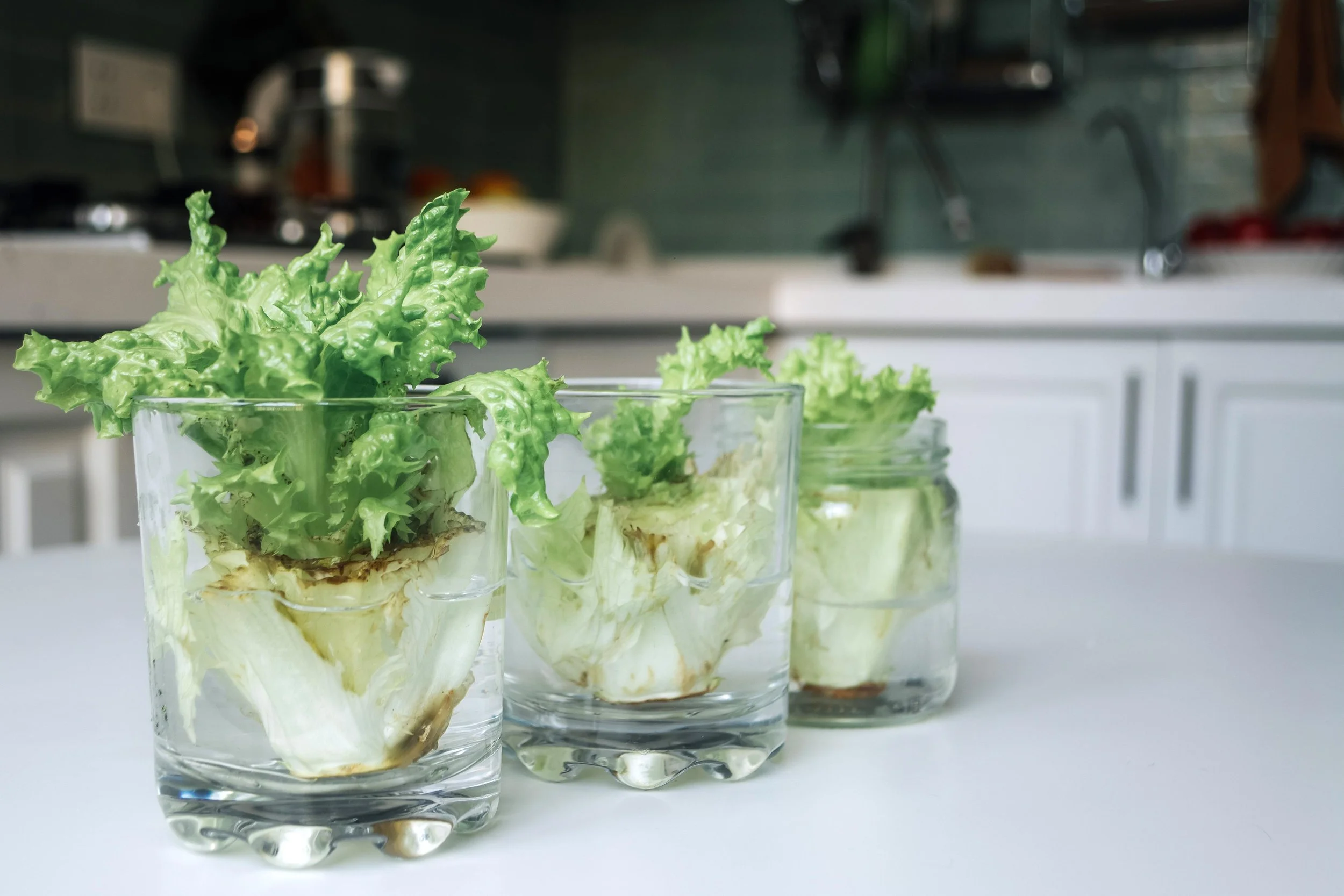 Bases de lechuga que vuelven a brotar