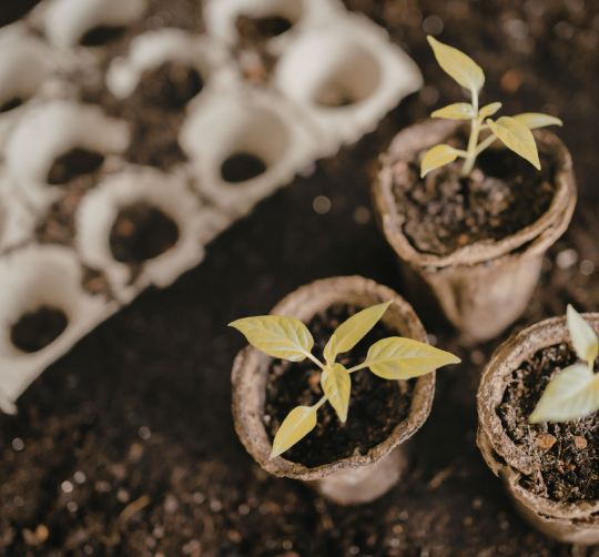 Hueveras para plantar brotes