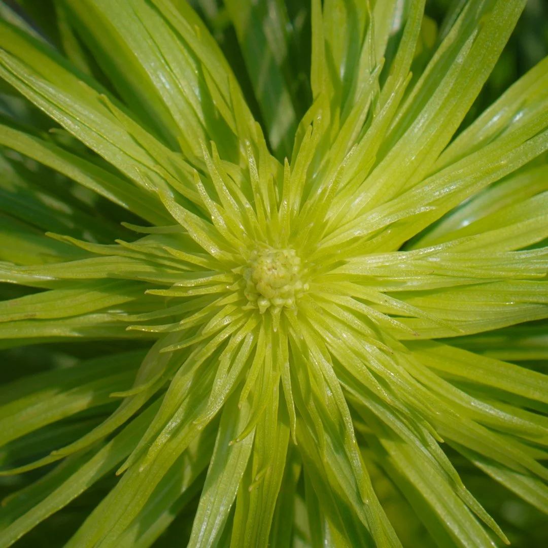 garden-01.jpg