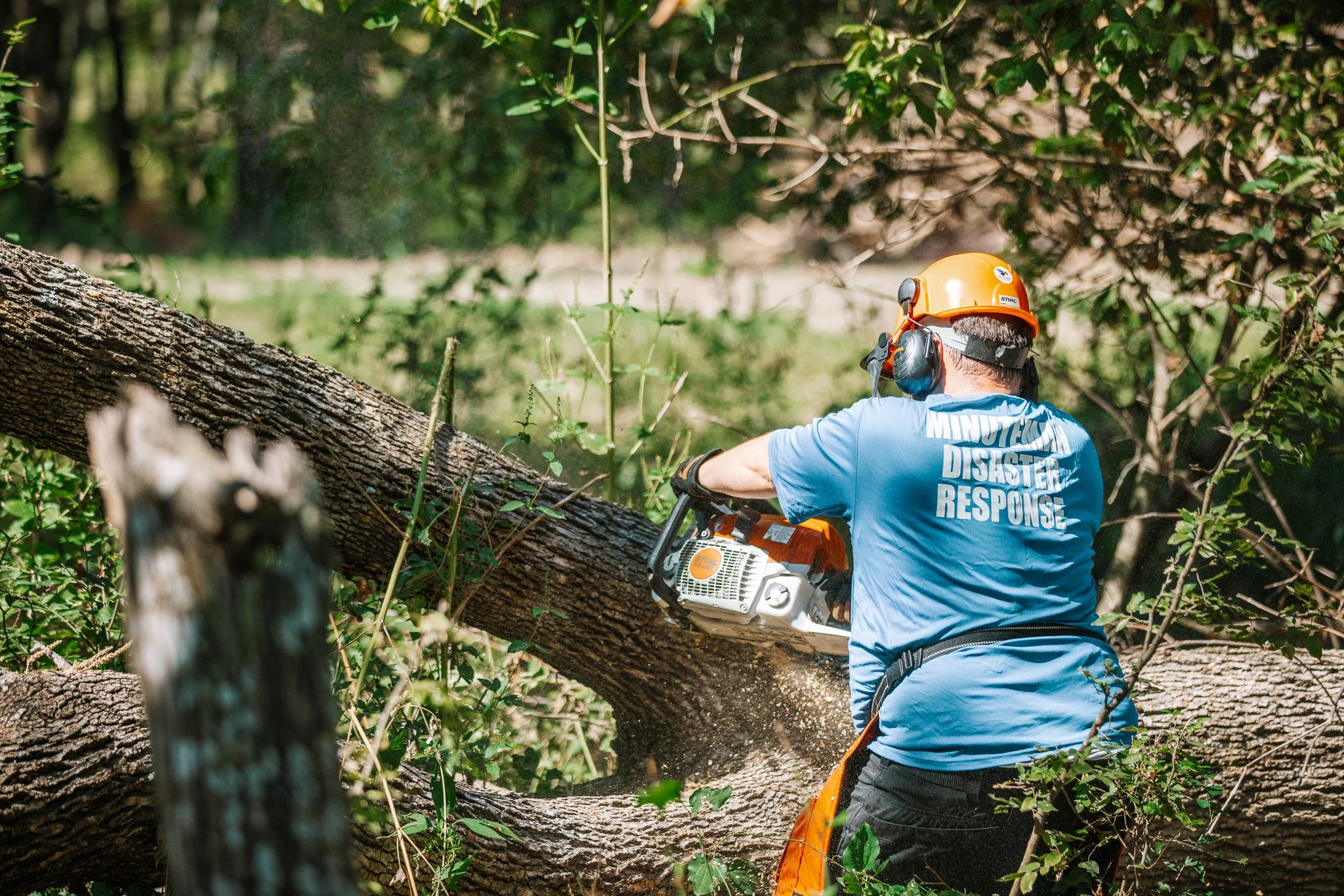 A person wearing a blue shirt and protective gear operates a chainsaw to cut a fallen tree in a dense forest.