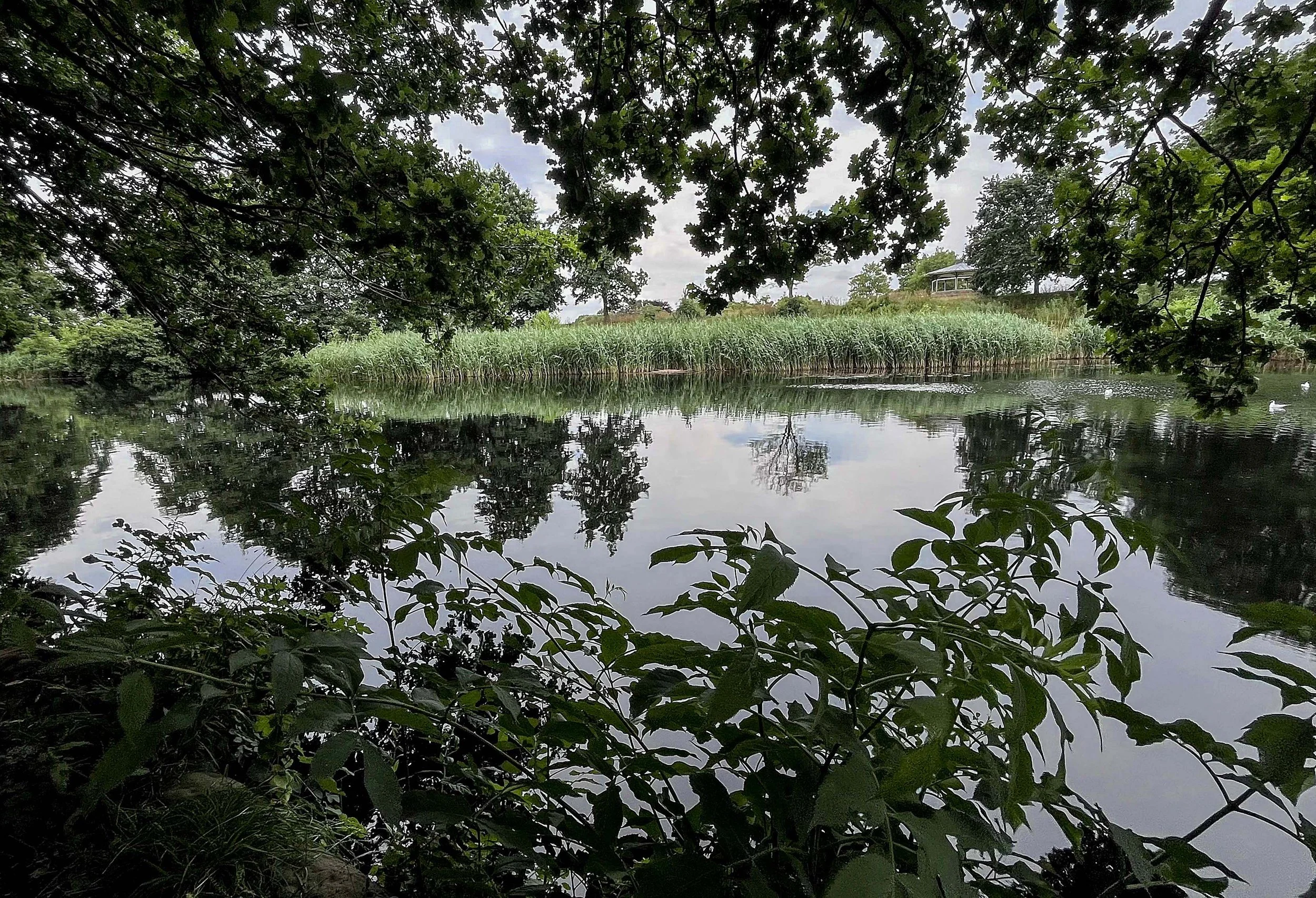 A peaceful lakeside scene with waterfowl, surrounded by lush green vegetation and trees, with a gazebo on a hill in the background.
