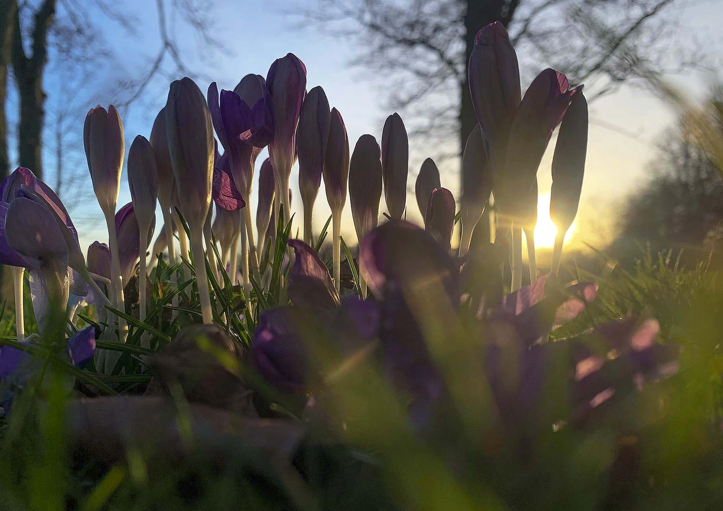the evening sun peering through crocuses at a very low angle with blue sky in the background