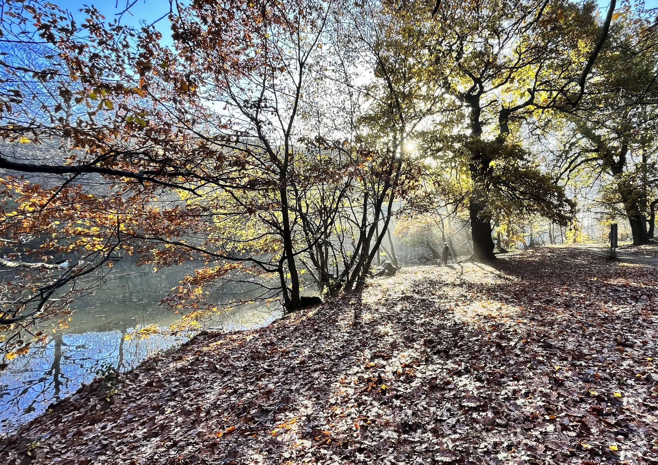 autumn scene in Rounhay Park, Leeds, with the sun streaming through the trees