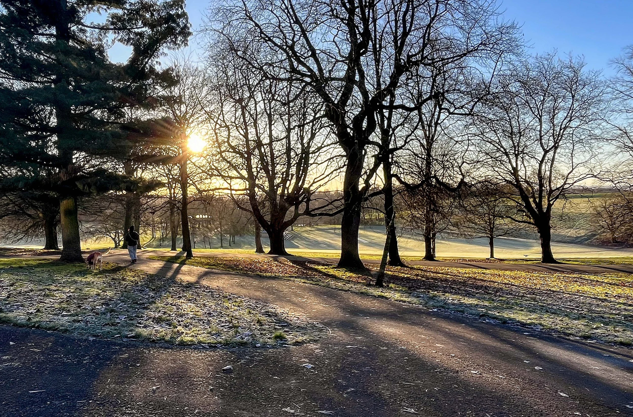 early morning sun peering through the trees forming very strong shadows