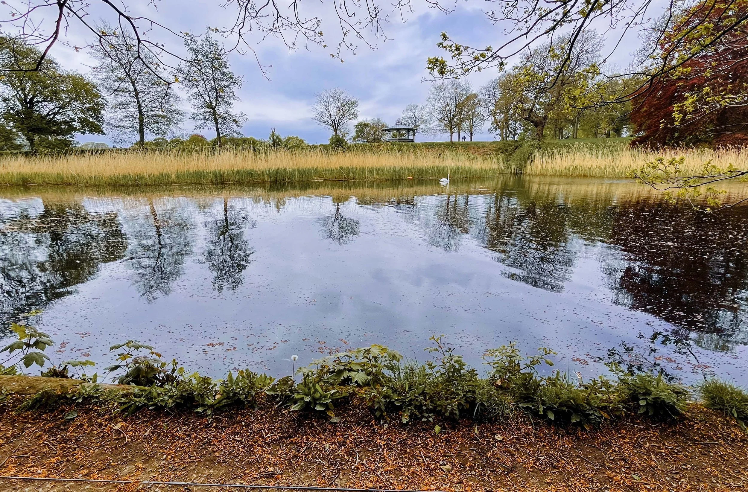A peaceful lake surrounded by trees with autumn foliage and a grassy shoreline, featuring a white swan swimming on the water and a small pavilion on the hill in the background, under a cloudy sky.