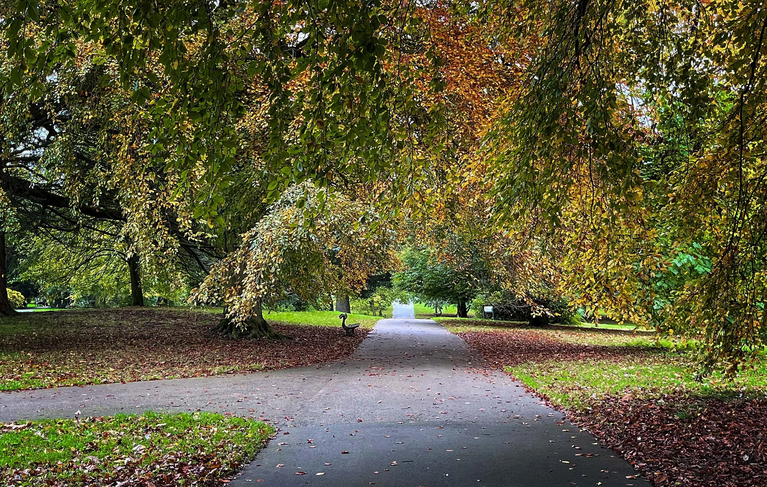 Heaving autumn leaves on trees with a view down the path in Roundhay Park, Leeds
