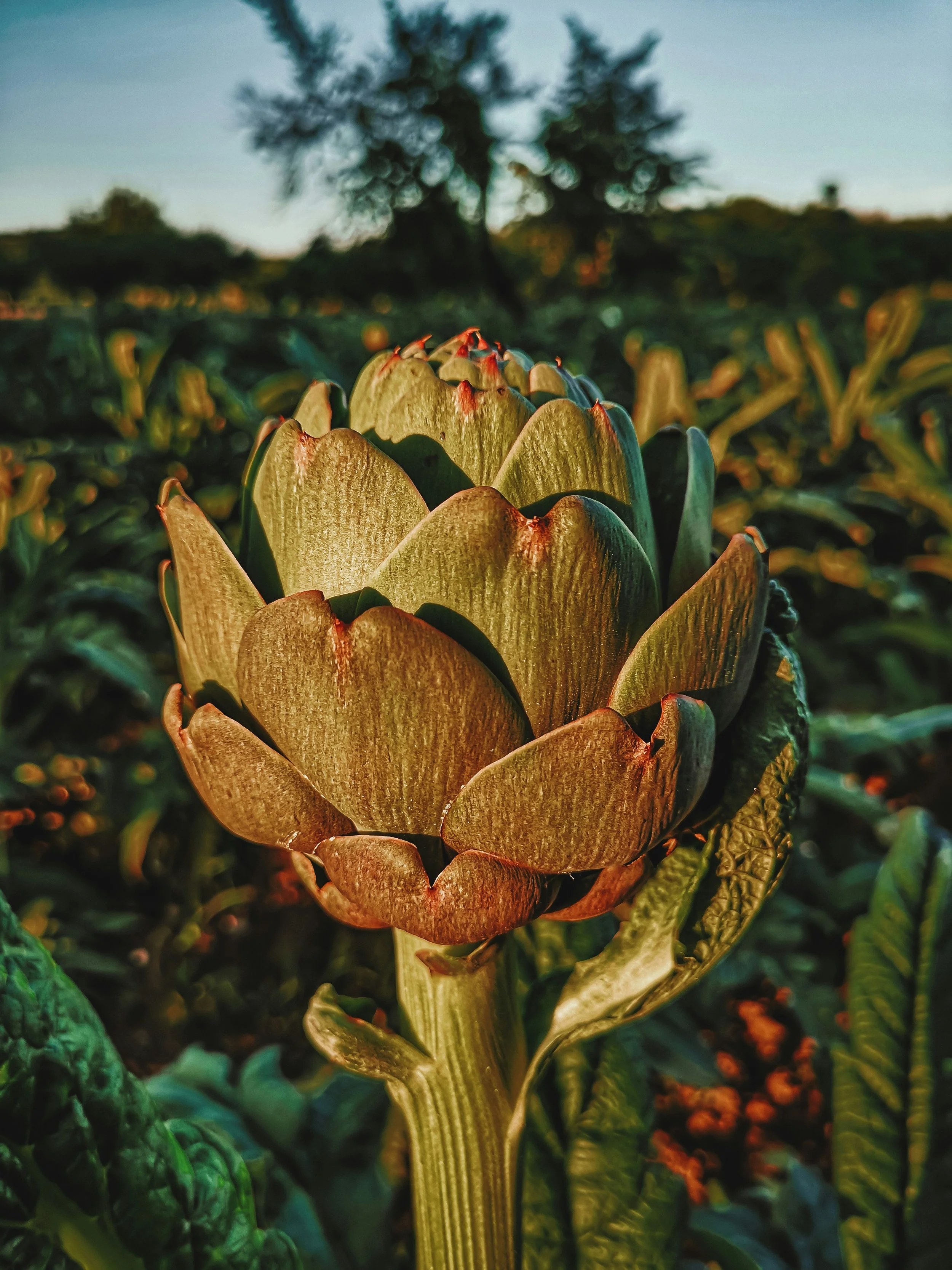 Globe Artichoke: Cynara scolymus&nbsp;