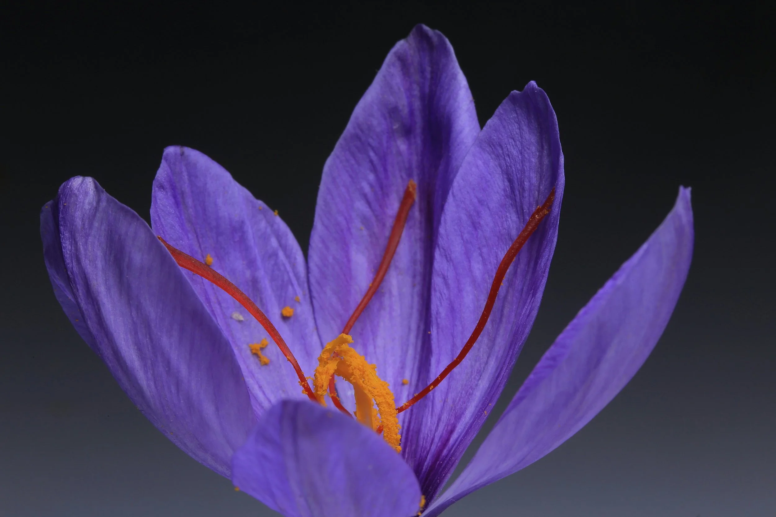 Saffron: The Sunshine Spice for Mood &amp; Focus