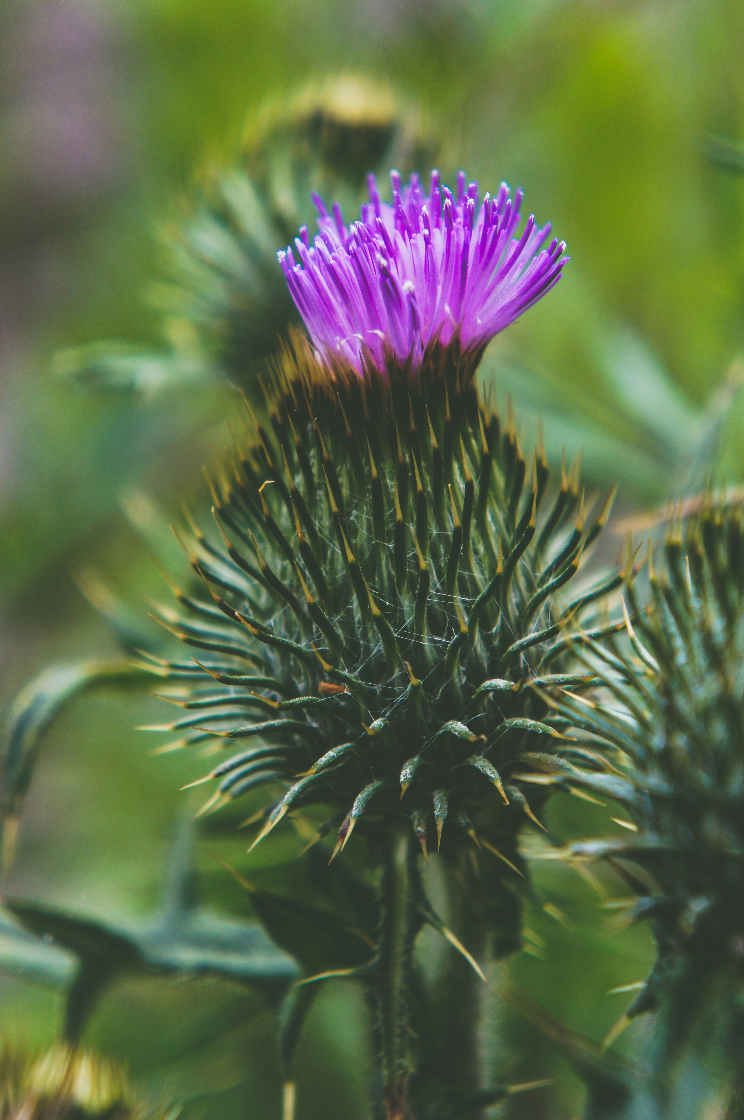 Milk Thistle and Liver Health