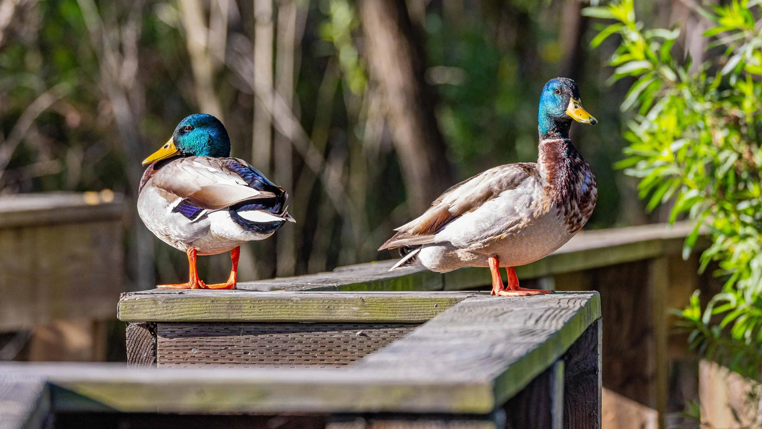 Bixby Marshland Open House