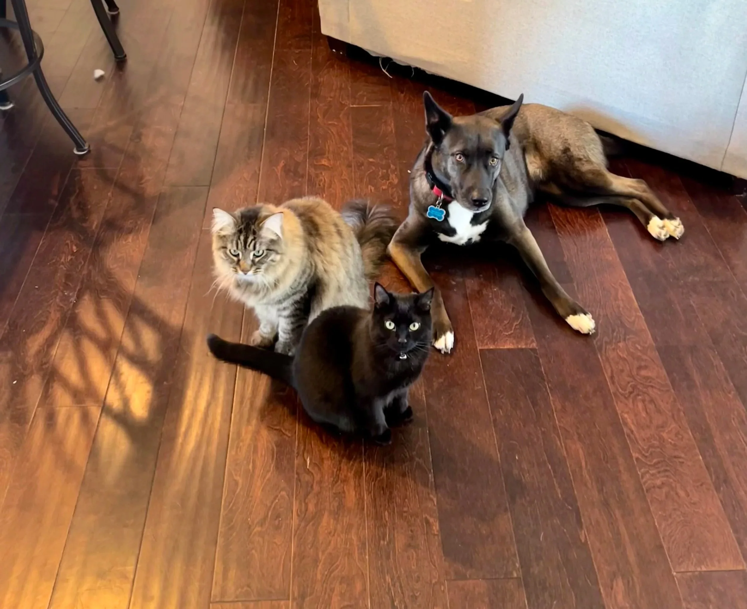 My fur babies (in order) Pinot, Lemon, and Nami  