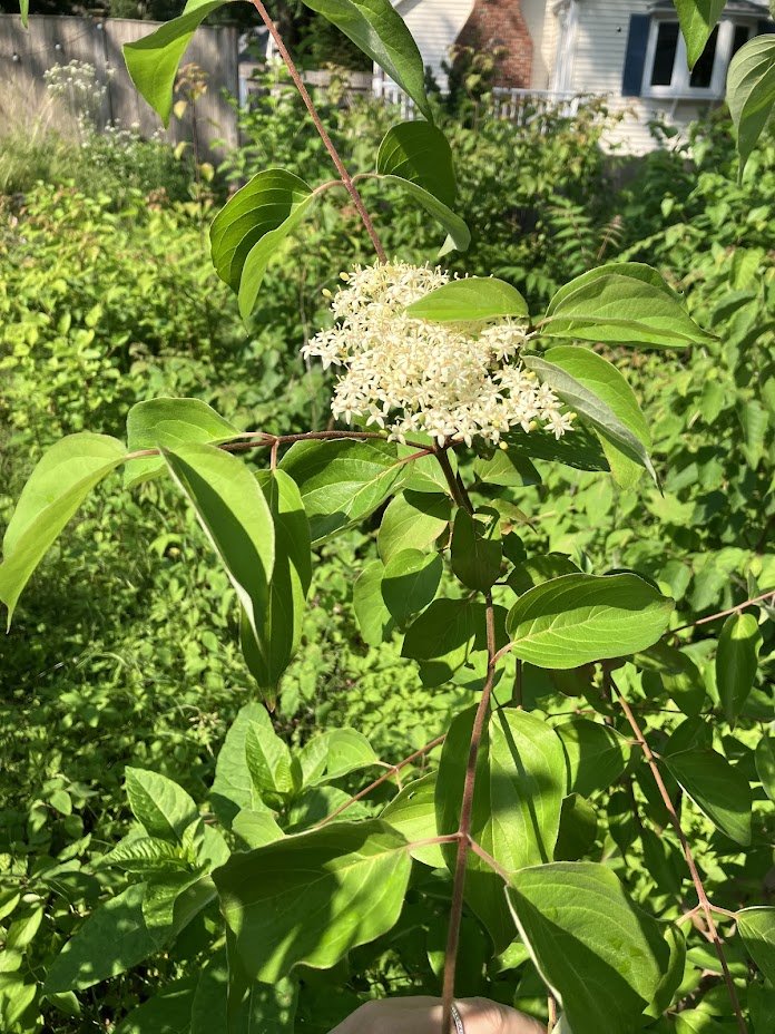 Swampscott MicroForest - the North Shore's first Miyawaki forest - Swampscott, MA